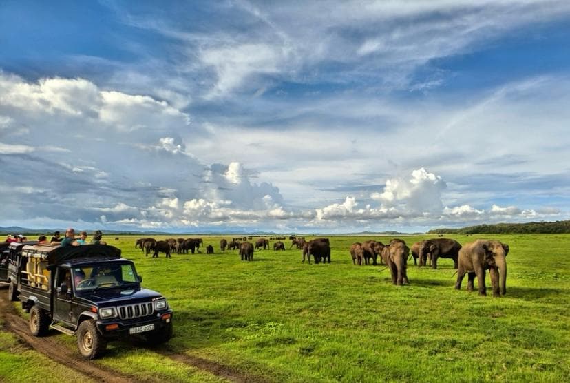 habarana jeep safari