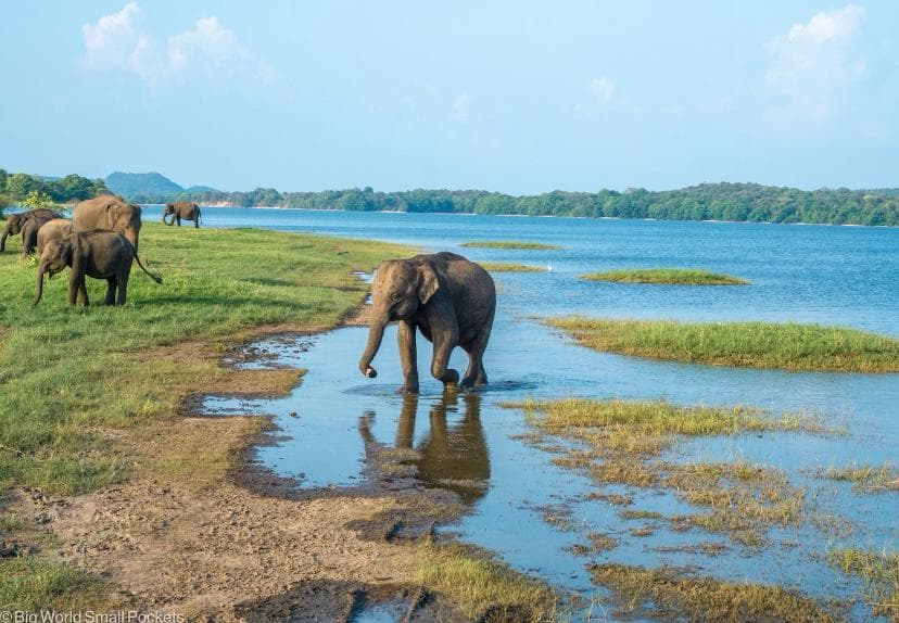 minneriya national park jeep safari