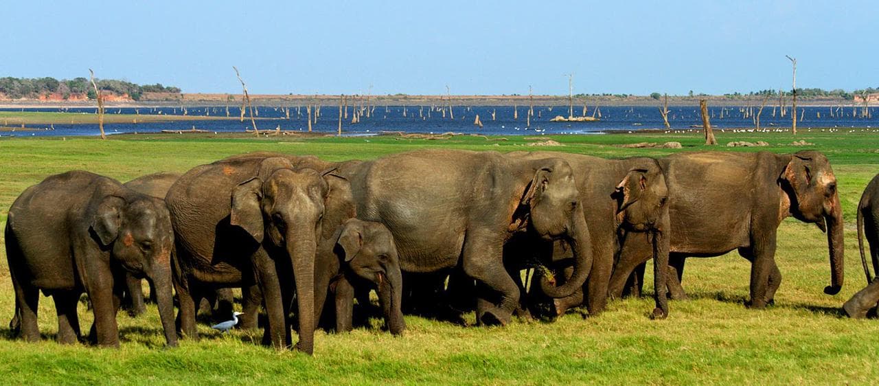 Habarana Elephant Jeep safari